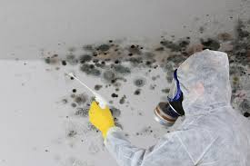 Professional Mold Prevention & Removal  in Madison, WV